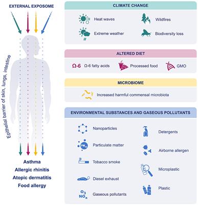 The External Exposome and Allergies: From the Perspective of the Epithelial Barrier Hypothesis